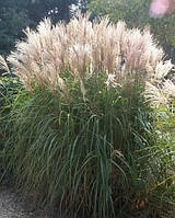 Miscanthus sinensis- китайский тростник «Грациллимус