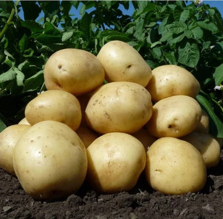 З'єднана картопля Аризона 1 репродукція 2,5 кг, фото 2