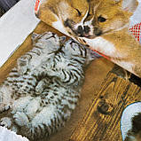 Преміум бязь з котиками та собачками, ш. 150 см, фото 5