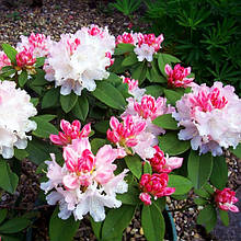 Рододендрон Дрімленд / Р13 / Rhododendron Dreamland