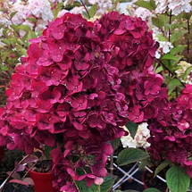 Гортензія Самарська Лідія / С10 / Hydrangea Framboisine, фото 3