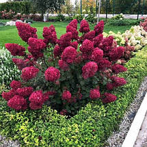 Гортензія Фрамбозін / С3 / Hydrangea paniculata Framboisine, фото 2