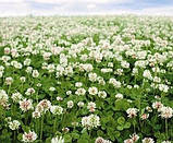 РІВЕНДЕЛ - Конюшина біла повзуча(Тrifolium repens) 1 кг, фото 3