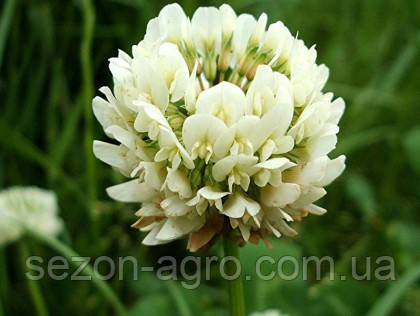 РІВЕНДЕЛ - Конюшина біла повзуча(Тrifolium repens) 1 кг
