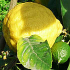 Саджанці лимона Київський Великоплідний (2-річні) - ранній, дуже великий, урожайний, фото 3