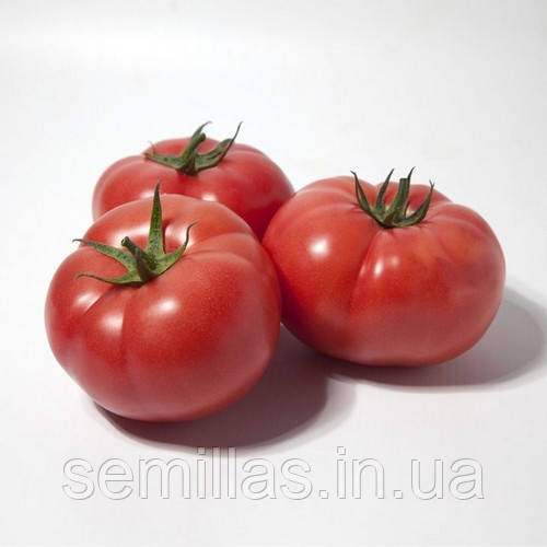 Насіння томату КС 1157 F1, 100 шт., рожевого високорослого, Kitano Seeds