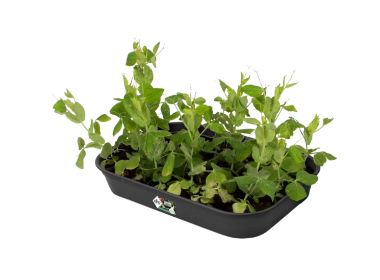 Міні теплиця GREEN BASICS GROW чорна Elho, фото 1