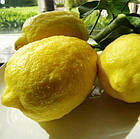 Саджанці лимона Пандероза - середнього строку дозрівання, крупноплідна, ароматний, фото 3
