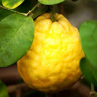 Саджанці лимона Пандероза 2-х річний - середнього строку дозрівання, крупноплідна, ароматний