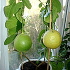 Саджанці лимона Пандероза 2-х річний - середнього строку дозрівання, крупноплідна, ароматний, фото 2