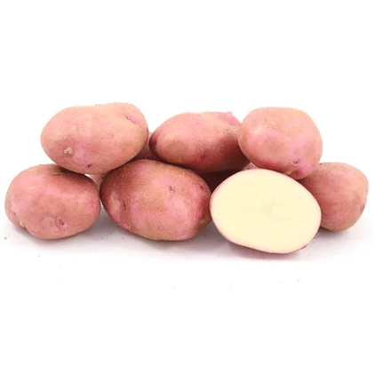 Запобігання Весна 2021-Сім'яній картопля Рудольф 1 репродукція 5 кг, фото 2