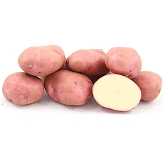 Запобігання Весна 2021-Сім'яній картопля Рудольф 1 репродукція 10 кг
