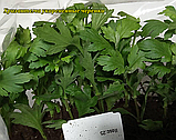Хризантема Branbeach Lilac (Сирень Бранбіч).  Мультифлора. розсада, фото 5