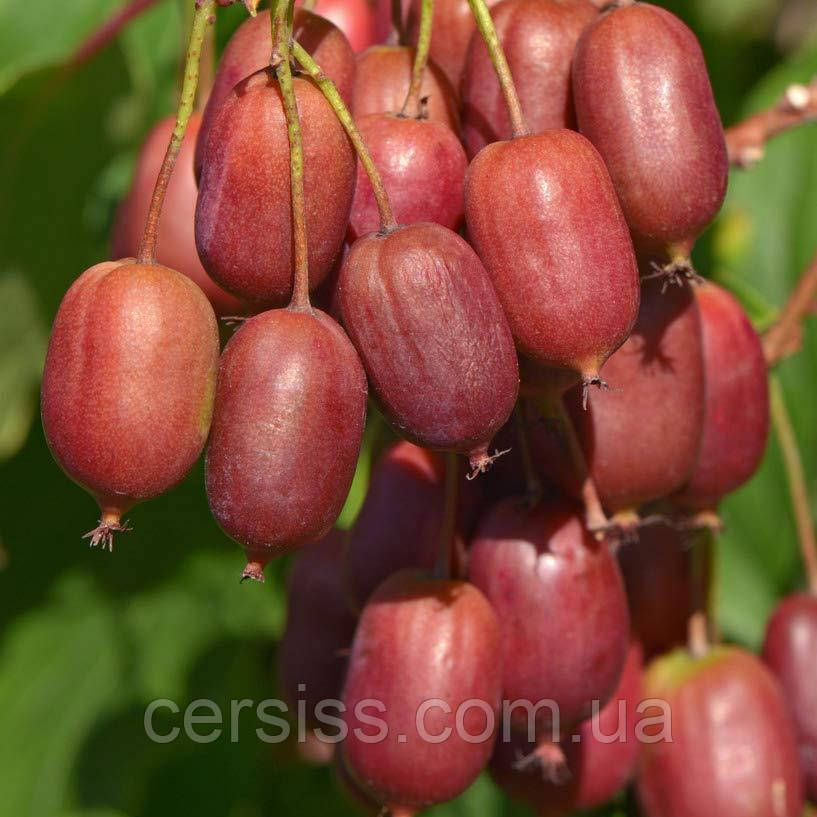 Актинидия Аргута Скарлет, Actinidia Scarlet September — Купить Недорого ...