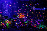 Тернеція АССОРТИ Глофіш (GloFish) Gymnocorymbus ternetzi 4-5 см, фото 5