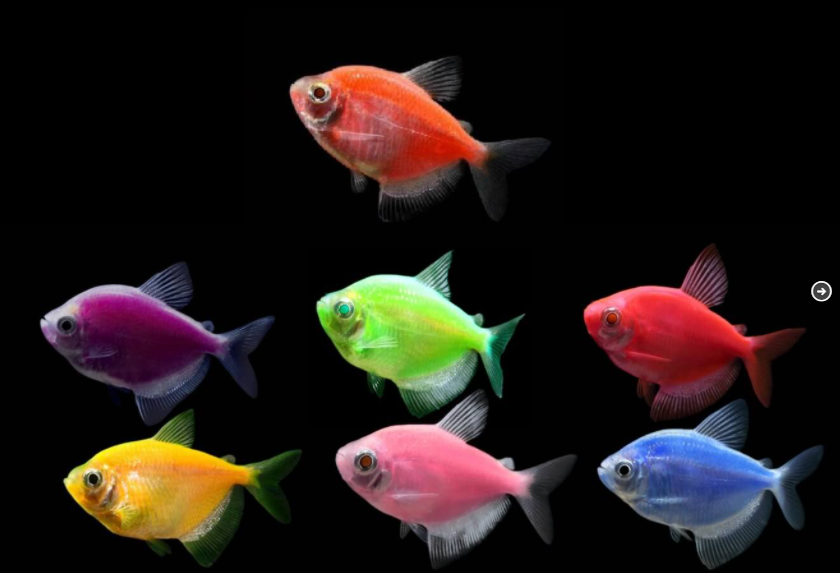 Тернеція АСОРТІ Глофіш (GloFish) Gymnocorymbus ternetzi 4-5 см