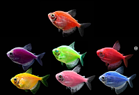 Тернеція АСОРТІ Глофіш (GloFish) Gymnocorymbus ternetzi 4-5 см