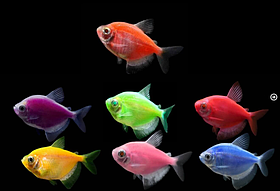 Тернеція АССОРТИ Глофіш (GloFish) Gymnocorymbus ternetzi 4-5 см