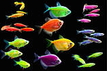 Тернеція АССОРТИ Глофіш (GloFish) Gymnocorymbus ternetzi 4-5 см, фото 3