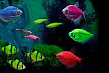 Тернеція АСОРТІ Глофіш (GloFish) Gymnocorymbus ternetzi 4-5 см, фото 3