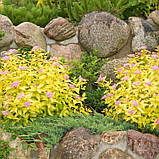 Спірея японська Голден прінцесс саджанцы в горщиках Spiraea japonica Golden Princess, фото 4