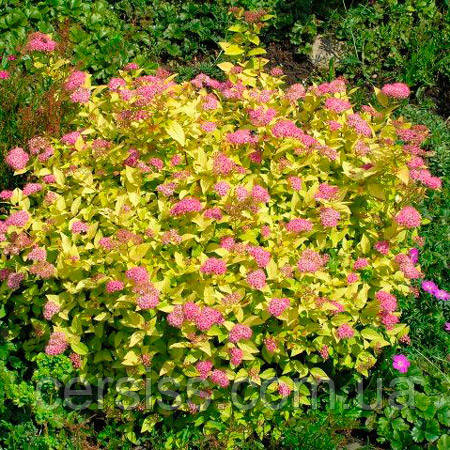 Спірея японська Голден прінцесс саджанцы в горщиках Spiraea japonica Golden Princess