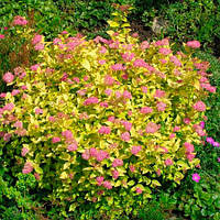 Спірея японська Голден прінцесс саджанцы в горщиках Spiraea japonica Golden Princess