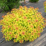 Спірея японська Голден прінцесс саджанцы в горщиках Spiraea japonica Golden Princess, фото 3
