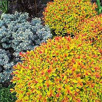 Спірея японська Голдфлейм саджанці в контейнерах Spiraea japonica Goldflame