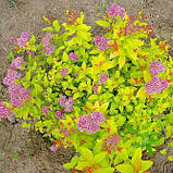 Спірея японська Голдфлейм саджанці в контейнерах Spiraea japonica Goldflame, фото 3
