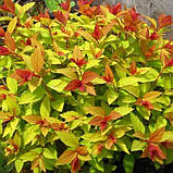 Спірея японська Голдфлейм саджанці в контейнерах Spiraea japonica Goldflame, фото 4