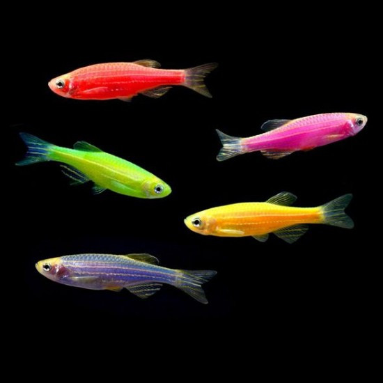 Даніо АССОРТІ Glofish (Глофіш) Brachydanio rerio 3,5-4см