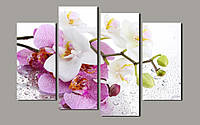 Модульная картина «Белая и розовая орхидея»