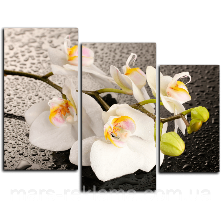 Модульна картина «Біла орхідея»