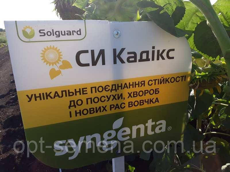 Насіння соняшника СІ Кадікс (Сінгента) Круїзер
