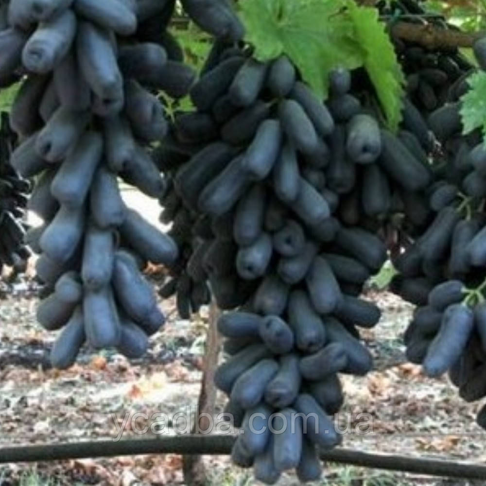 Виноград кишмиш Аватар (середній), фото 1