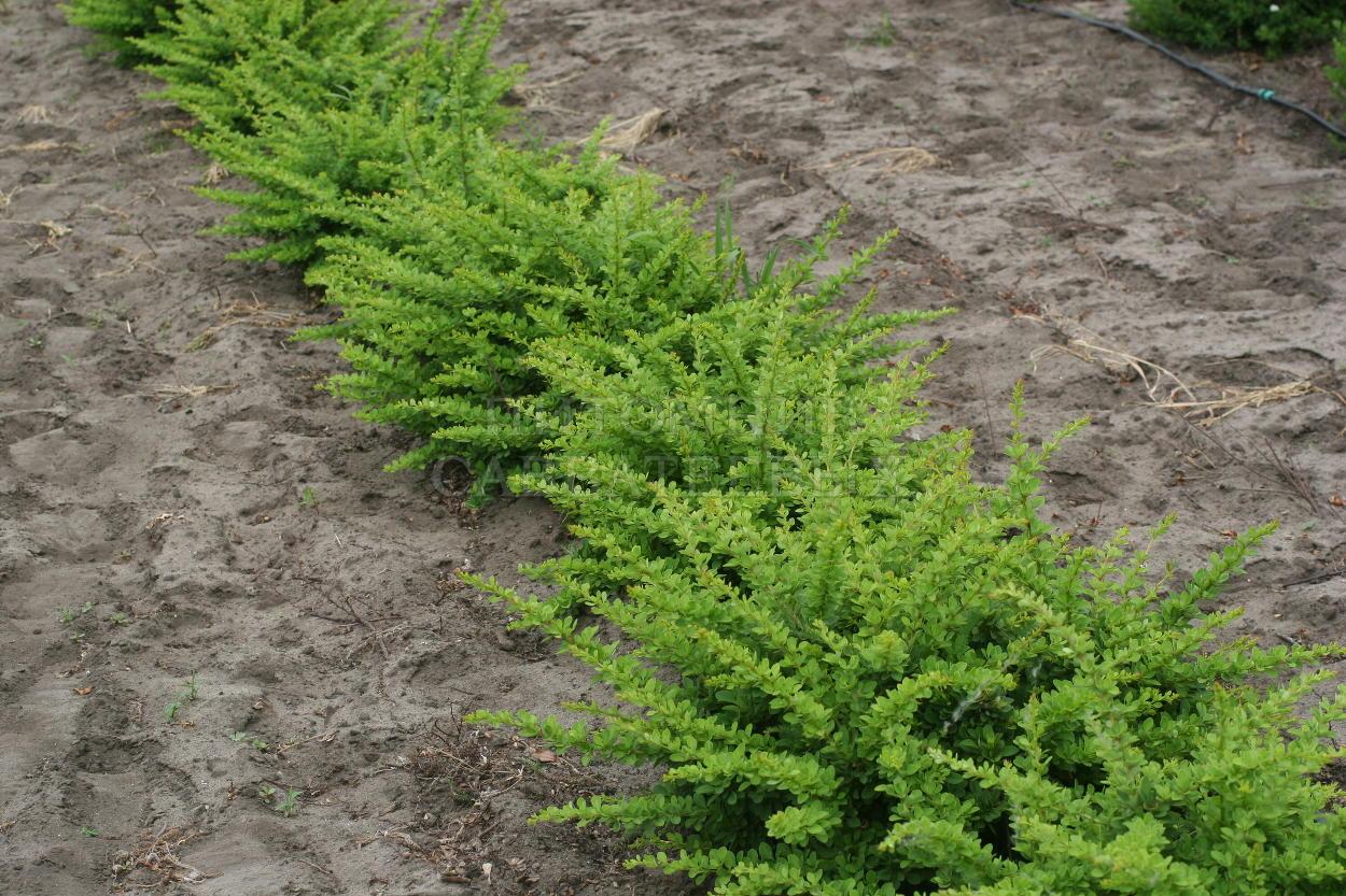 Барбарис зелений Green carpet 40-60 см