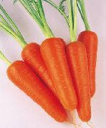 Насіння моркви Вікторія F1 200000 шт. 1,6-1,8