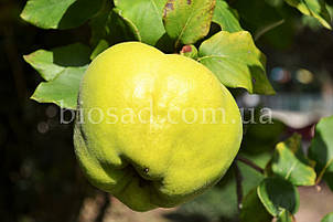 Айва яблукоподібна Анжерська (Angers), фото 2