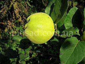 Айва яблукоподібна Анжерська (Angers), фото 2
