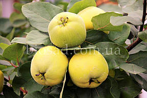 Айва яблукоподібна Анжерська (Angers), фото 2