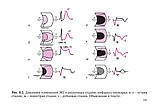 Електрокардіограма: аналіз і інтерпретація - Струтынский А. В., фото 9
