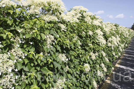 Гортензія плетиста Петіоларис \ Hydrangea petiolaris (саджанці 2 роки 25 - 35см), фото 2