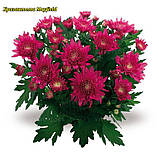 Хризантема Mayfield (Майське поле), фото 2