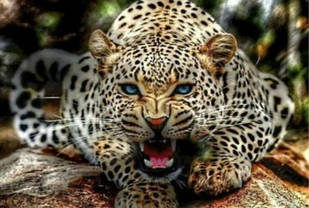 Алмазна вишивка, леопард на полюванні 40x30 см, часткова викладка