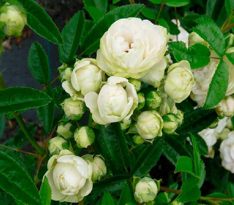 Саджанці троянд Morsdag White (Морсдаг Уайт)