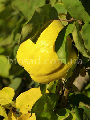 Айва яблукоподібна Кубанська Врожайна, самоплідний сорт, фото 2