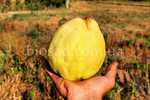 Айва яблукоподібна Кубанська Врожайна, самоплідний сорт, фото 2