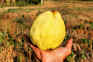 Айва яблукоподібна Кубанська Врожайна, самоплідний сорт