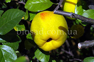 Айва яблукоподібна Мускатна, фото 2
